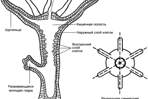 Кракен это современный даркнет маркетплейс